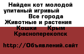 Найден кот,молодой упитаный игривый 12.03.2017 - Все города Животные и растения » Кошки   . Крым,Красноперекопск